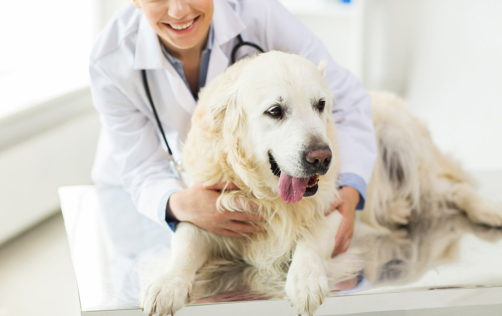 The importance of Pet Wellness Exam