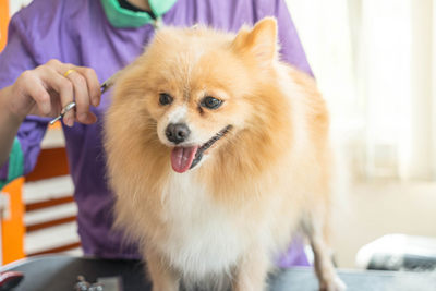 Pet Grooming Most Commend Questions