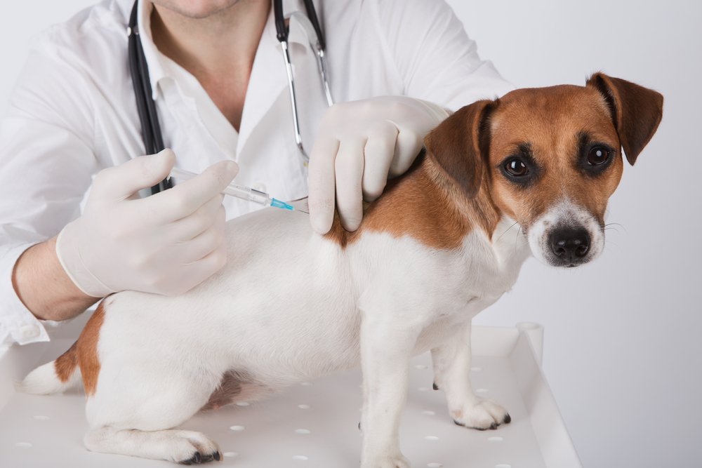 Puppy Vaccination